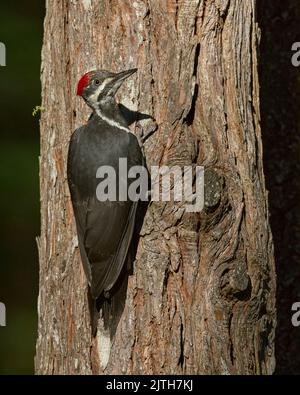 Pic pilé (Dryocopus pileatus) Calaveras Comté Californie États-Unis Banque D'Images