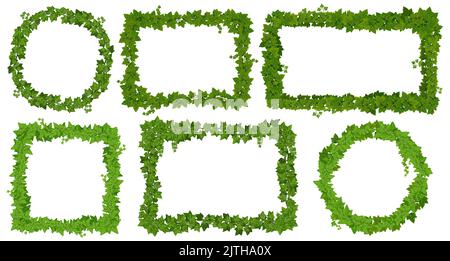 Cadres d'Ivy, feuilles vertes sur les lianas et les bordures de vignes tropicales de la jungle, plantes de forêt vectorielle. Jungle liana super-réducteur vert épaiset cadre cadres de signalisation, carrés et ronds bordures de branches de lierre tropicale Illustration de Vecteur