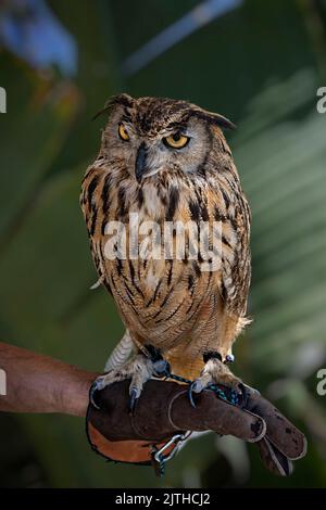 Hibou de l'aigle eurasien face à l'avant, perché à la main sur fond vert. Banque D'Images