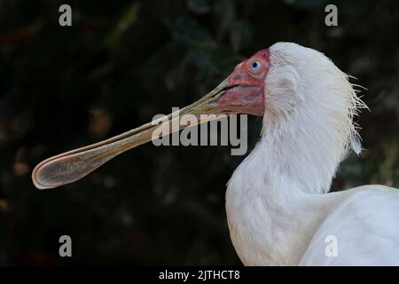 Gros plan sur un fond vert foncé de l'oiseau de l'Alouée africaine (Platalea Alba). Aire de répartition Gambie est vers le Soudan et sud vers la province du Cap. Banque D'Images