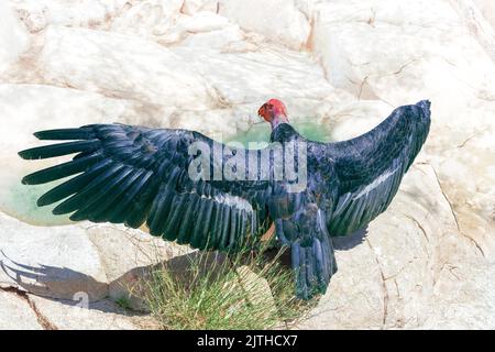 Oiseau de condor de Californie (Gymnogans californianus) sur une roche devant un petit trou d'eau, avec des ailes étalées. Banque D'Images