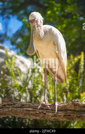 Oiseau de bec-de-bec africain (Platalea Alba) debout sur une branche d'arbre avec fond vert foncé. Banque D'Images