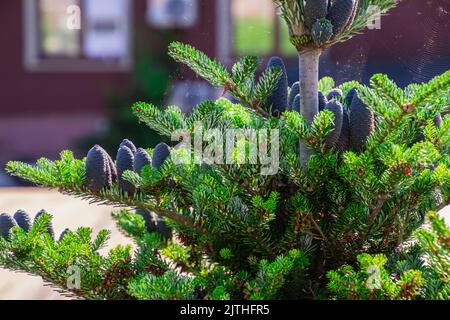 Silverlock de sapin blanc coréen avec des cônes bleus en toile. La branche de sapin de Corée de l'Abies avec de jeunes grumeaux bleus. Mise au point sélective. Concept d'écologie de la nature, espace de copie Banque D'Images