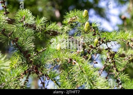 Jeunes cônes verts sur des branches de mélèze avec des aiguilles dans le parc en rayons du soleil, foyer sélectif. Gros plan, texture de l'arbre de conifères, ciel bleu peeks à travers de Banque D'Images