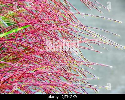 Herbe de muhly rose ornementale étant cultivée dans un jardin. Banque D'Images