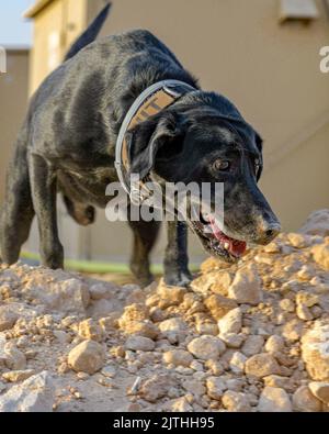 US Air Force K9 Hank, un chien de travail militaire affecté à l'escadron 378th des forces de sécurité expéditionnaires, cherche dans la zone l'odeur des explosifs lors de l'entraînement de détection à la base aérienne de Prince Sultan, Royaume d'Arabie Saoudite, le 29 août 2022. Les MWD peuvent sentir des odeurs jusqu'à une centaine de mètres et alerter leur gestionnaire bien avant d'entrer dans la zone dangereuse. (É.-U. Photo de la Force aérienne par le sergent d'état-major. Noah J. Tancer) Banque D'Images