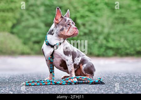 Chien français de bouledogue de Merle portant un collier avec corde de retriever laisse Banque D'Images