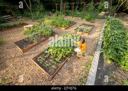 La femme ramasse la betterave dans le jardin de la maison Banque D'Images