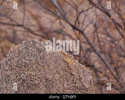 agama de roche namibienne femelle avec tête jaune sur roche de granit au soleil Banque D'Images