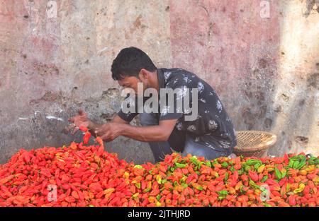 Dimapur, Inde. 31st août 2022. Dimapur, Inde. 31st août 2022 : un vendeur sort Naga King Chili alors qu'il les vendait sur un marché quotidien à Dimapur, Nagaland. Naga King Chili, ou populairement connu sous le nom de Raga Morcha dans le dialecte local, appartient au genre Capsicum est considéré comme l'un des plus chauds Chili dans le monde. Credit: Caisii Mao/Alay Live News Banque D'Images