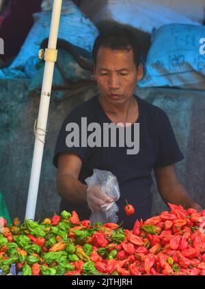 Dimapur, Inde. 31st août 2022. Dimapur, Inde. 31st août 2022 : un vendeur sort Naga King Chili alors qu'il les vendait sur un marché quotidien à Dimapur, Nagaland. Naga King Chili, ou populairement connu sous le nom de Raga Morcha dans le dialecte local, appartient au genre Capsicum est considéré comme l'un des plus chauds Chili dans le monde. Credit: Caisii Mao/Alay Live News Banque D'Images
