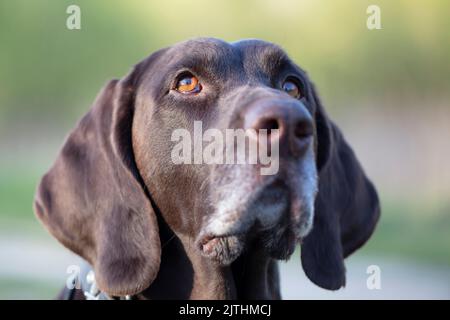 Chien race kurtshaar gros-up.muzzle d'un chien allemand. Banque D'Images