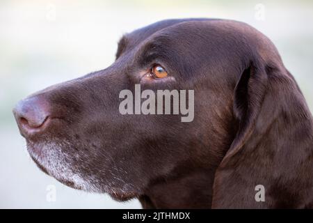 Chien race kurtshaar gros-up.muzzle d'un chien allemand. Banque D'Images