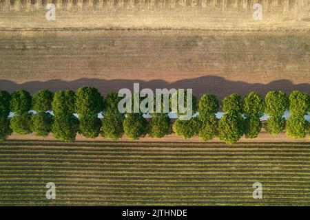 Photo aérienne d'une route blanche sous deux rangées de pins en Toscane Italie Banque D'Images