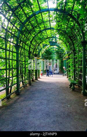 Saint-Pétersbourg, Russie - 26 juin 2019: Tunnel en métal voûté recouvert de plantes grimpantes vertes dans le vieux parc de la ville jardin d'été à Saint-Pétersbourg, Russi Banque D'Images
