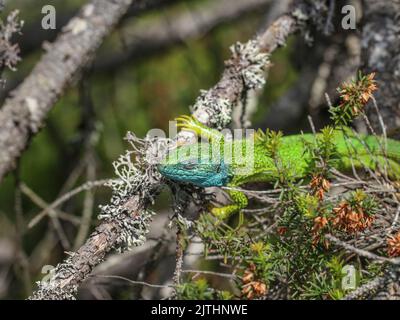 Homme adulte de lézard vert européen, Lacerta viridis bains de soleil Banque D'Images