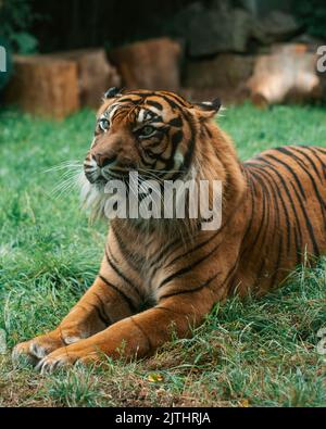 Tigre reposant sur l'herbe Banque D'Images