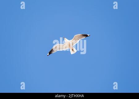 Un mouette blanche avec des ailes ouvertes contre un ciel bleu clair. Vue de dessous Banque D'Images