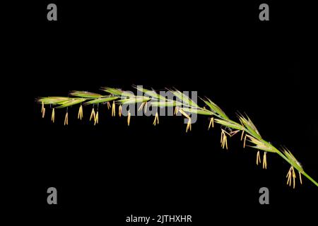 Gros plan sur l'épillet d'herbe sur fond noir. Photographie macro. Banque D'Images