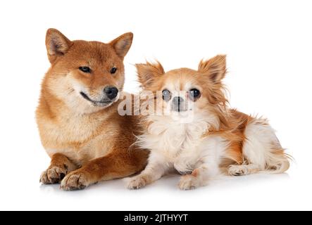 Shiba Inu et chihuahua in front of white background Banque D'Images