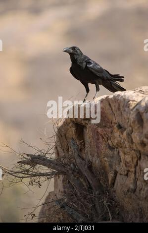 Corbeau à gros bec (Corvus macrorhynchos), parc national de Ranthambore, Rajasthan, Inde Banque D'Images