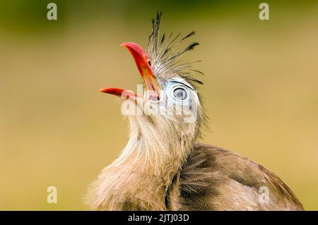 Seriema à pattes rouges ou à crête (Cariama cristata), Pantanal, Mato Grosso, Brésil Banque D'Images