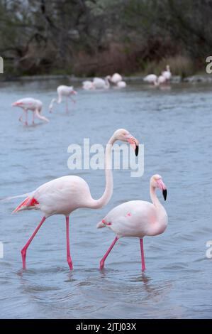 Grand Flamingo (Phoenicopterus roseus), Saintes Maries de la mer, Camargue, France Banque D'Images