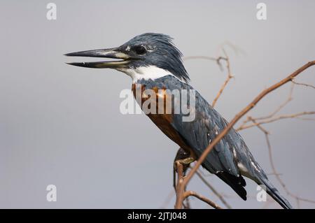 Kingfisher annelé (Megaceryle torquata); Pantanal, Mato Grosso, Brésil Banque D'Images