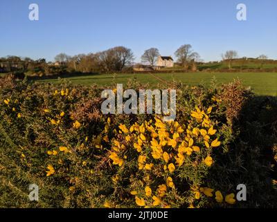 Fleurs jaunes sur des gorges dans la haie d'un champ. Banque D'Images