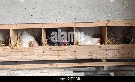 Trois poules dans des nichées pondent des œufs sur une ferme. Banque D'Images