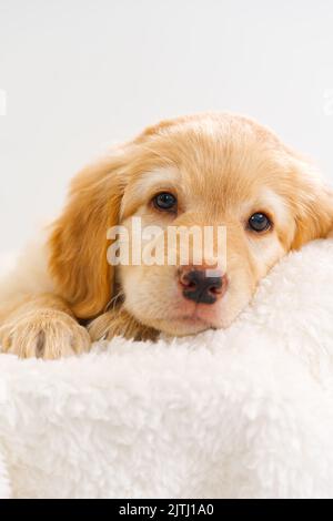 Mignon petit chiot Blonde allongé sur une couverture blanche. C'est une race de Hovawart élevés en Allemagne comme chien de garde. Banque D'Images