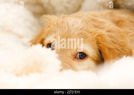 Mignon petit chiot Blonde allongé sur une couverture blanche. C'est une race de Hovawart élevés en Allemagne comme chien de garde. Banque D'Images