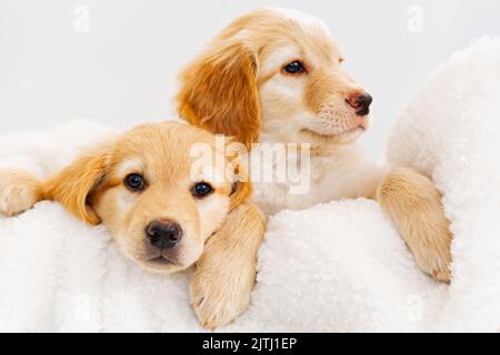 Mignon petit chiot Blonde allongé sur une couverture blanche. C'est une race de Hovawart élevés en Allemagne comme chien de garde. Banque D'Images