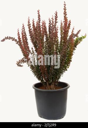 Berberis rochet rouge plante dans le pot de fleurs sur fond blanc isolé, cliché sélectif de mise au point. Banque D'Images