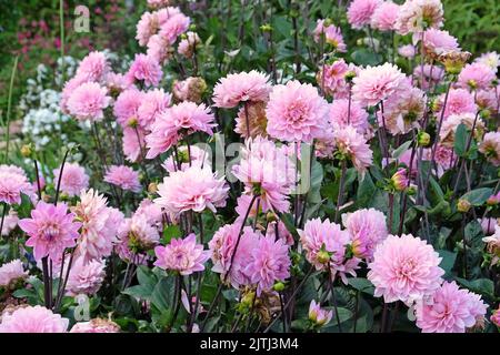 Dahlia 'elody Harmony' en fleur Banque D'Images