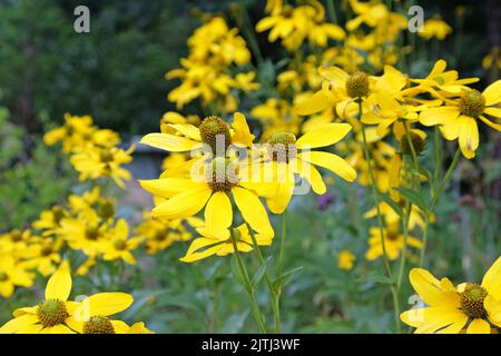 Rudbeckia laciniata 'Herbstsonne' en fleur Banque D'Images