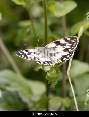 Gros plan de mise au point peu profonde d'un papillon blanc marbré debout sur une plante Banque D'Images