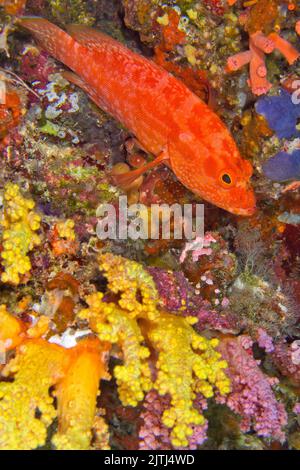 Morue de roche orange, Cephalophalis spilopae, Coral Reef, Atoll d'Ari Sud, Maldives, Océan Indien, Asie Banque D'Images