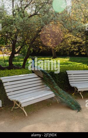 paon aux plumes colorées assis sur un banc dans un parc vert Banque D'Images