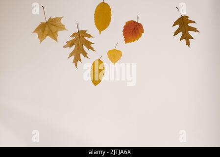 Composition d'automne. Feuilles d'automne sur fond clair. Flat lay, vue de dessus, espace de copie Banque D'Images