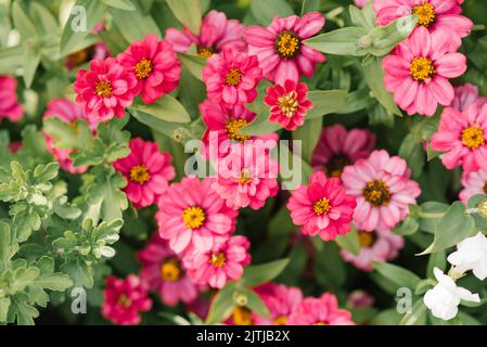 Rose vif zinnia fleurs dans le jardin en été Banque D'Images