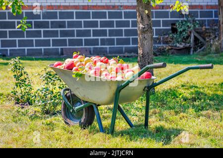 Brouette de jardin pleine de pommes mûres juteuses dans un verger rustique le jour d'automne ensoleillé après la récolte. Gros plan. Copier l'espace. Banque D'Images