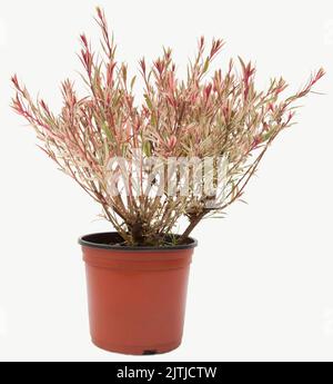 Gaura tricolor plante dans un pot de fleurs de couleur tuile sur fond blanc isolé, cliché sélectif de mise au point. Banque D'Images