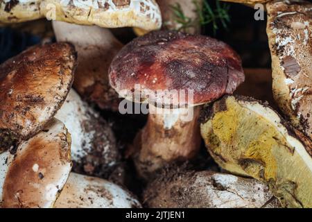 Bouquet de délicieux champignons Porcini frais d'Italie Banque D'Images