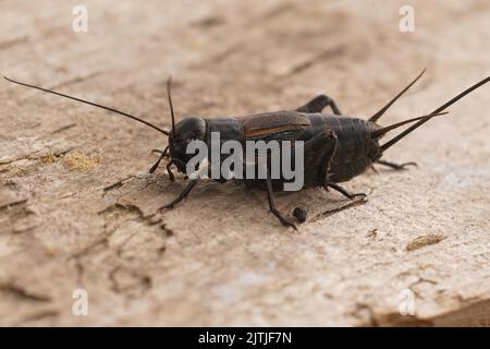 Gros plan détaillé sur le cricket noir foncé méditerranéen du Southern Field, Gryllus bimaculatus, assis sur du bois Banque D'Images