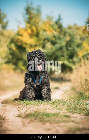 Beau Bouvier des Flandres drôle assis en plein air dans la route de campagne en automne. Drôle de chien de troupeau Bouvier des Flandres assis Banque D'Images