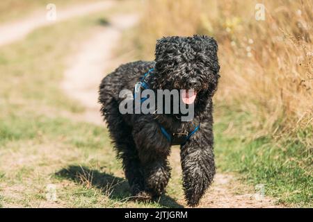 Beau Bouvier des Flandres drôle de courir en plein air dans la route de campagne en automne. Chien de troupeau drôle Bouvier des Flandres courant Banque D'Images