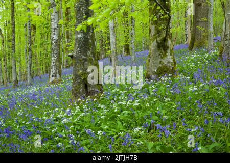 Bluebells et ail sauvage en fleur à long Wood, faisant partie du complexe Cheddar dans le paysage national de Mendip Hills North Devon Coast, Somerset, Angleterre. Banque D'Images