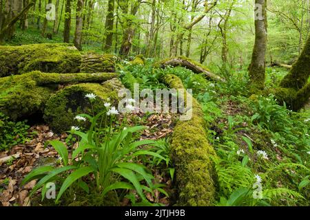 Floraison de l'ail sauvage au printemps long Wood, qui fait partie du complexe Cheddar dans le paysage national de Mendip Hills North Devon Coast, Somerset, Angleterre. Banque D'Images