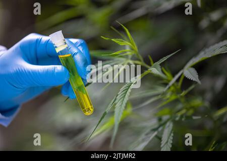 CBD huile de chanvre, bouteille d'huile de cannabis à la main dans la pipette, les mains des scientifiques qui larissent de l'huile de marijuana pour l'expérimentation et la recherche. Banque D'Images